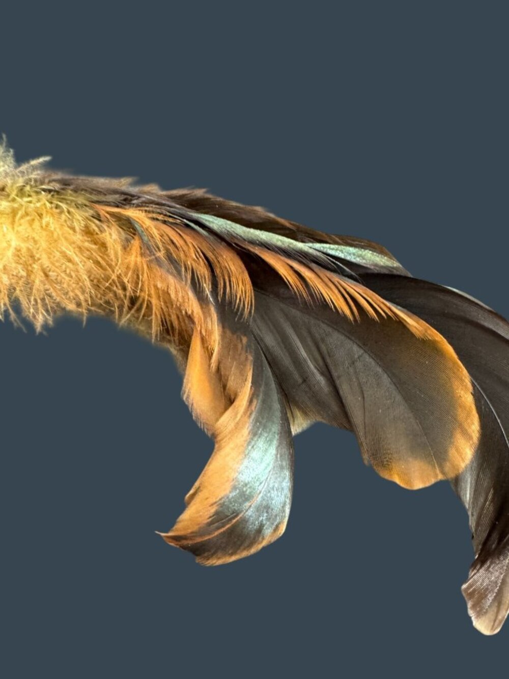 Vintage Clip On Bird Ornament Real Feathers Flocked Body Feather Tail Decor - Picture 4 of 7
